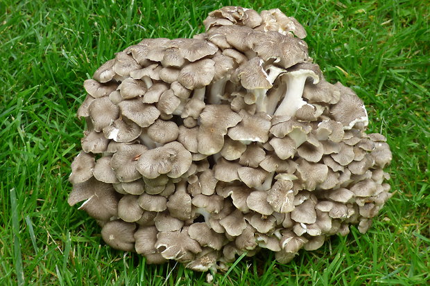 trúdnik klobúčkatý Polyporus umbellatus (Pers.) Fr.