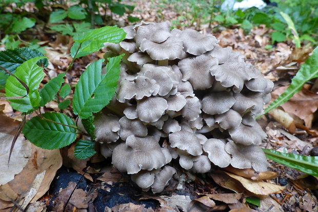 trúdnik klobúčkatý Polyporus umbellatus (Pers.) Fr.