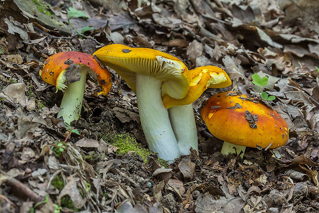 plávka zlatožltá Russula aurea Pers.