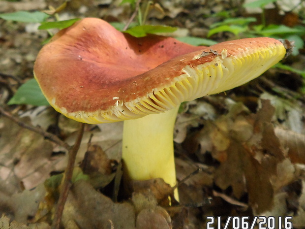 plávka zlatožltá Russula aurea Pers.