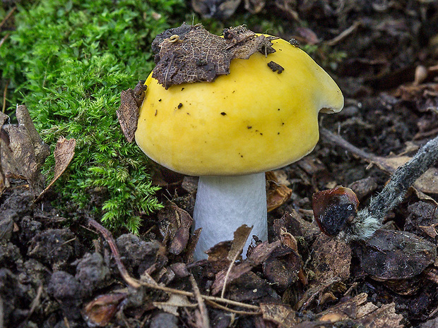 plávka Russula sp.