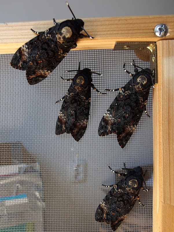 lišaj smrtkový Acherontia atropos