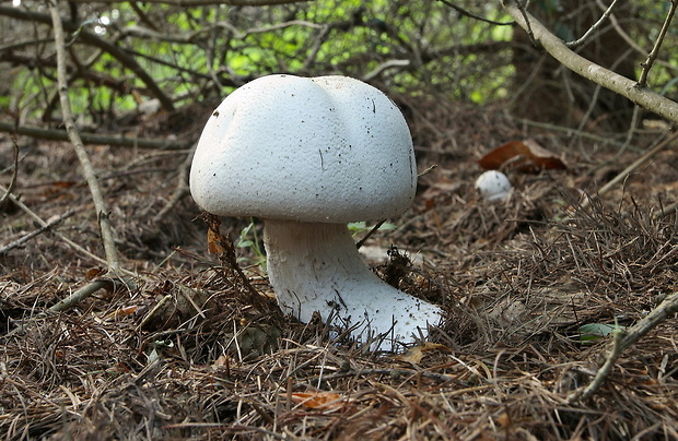 pečiarka šupinkatá Agaricus squamulifer (F.H. Møller) Pilát