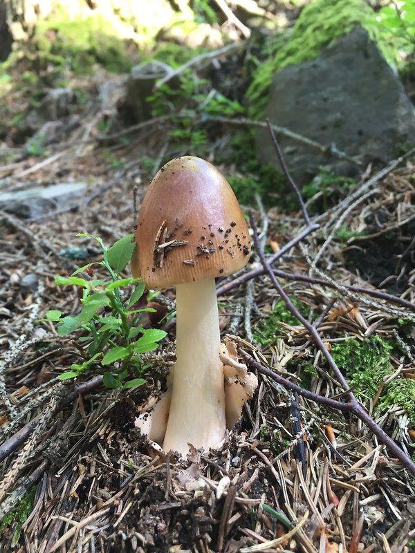 muchotrávka plavohnedá Amanita fulva Fr.