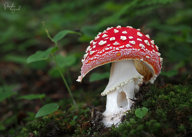 muchotrávka červená Amanita muscaria (L.) Lam.