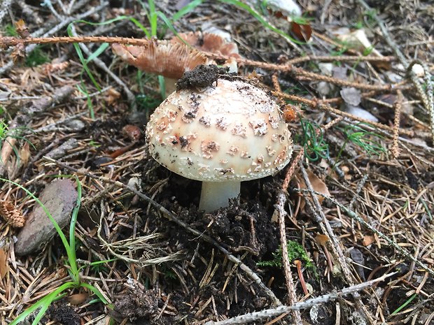 muchotrávka červenkastá Amanita rubescens Pers.