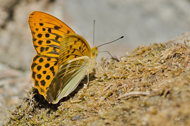 perlovec striebristopásavý Argynnis paphia