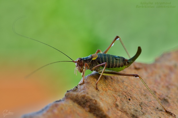 kobylka stromová Barbitistes constrictus