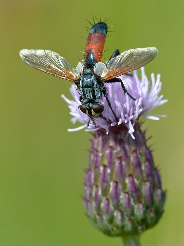 kuklica štíhla Cylindromyia brassicaria