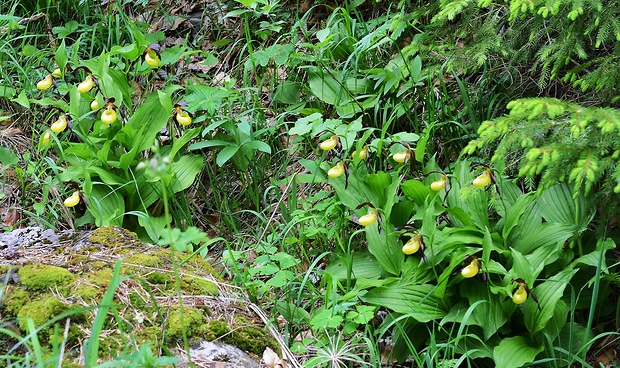 črievičník papučkový Cypripedium calceolus L.