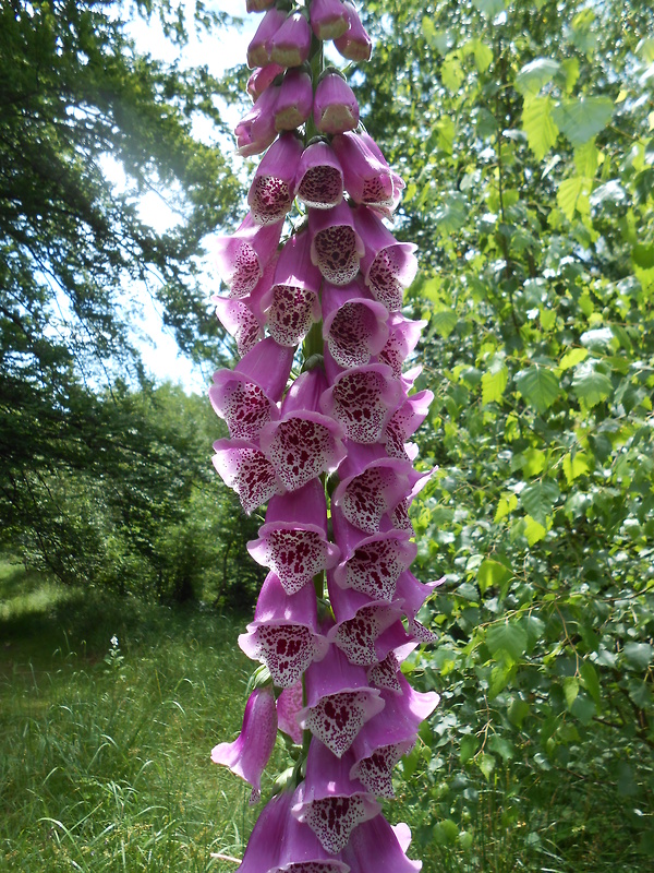 náprstník červený Digitalis purpurea L.