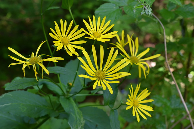 kamzičník rakúsky Doronicum austriacum Jacq.