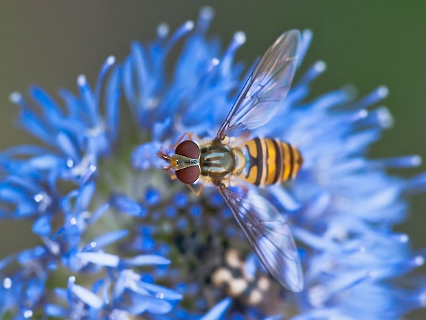 pestrica pruhovaná Episyrphus balteatus