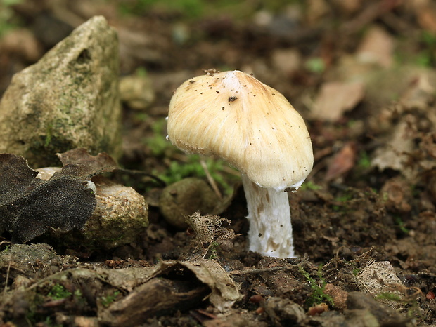 vláknica Inocybe sp.