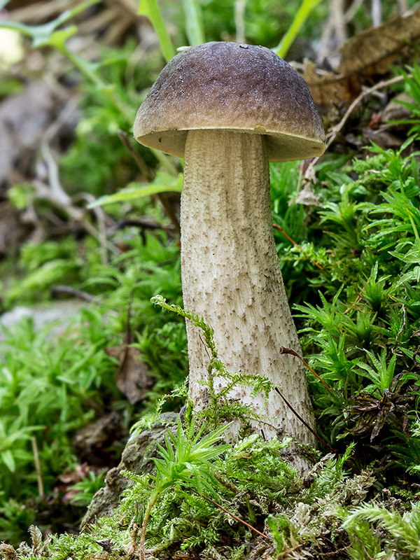 kozák hrabový Leccinum pseudoscabrum (Kallenb.) Šutara