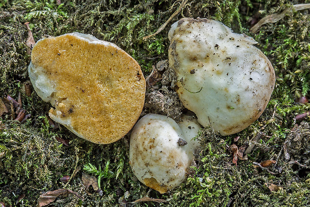 plávkovec biely Macowanites cf. candidus (Tul. & C. Tul.) J.M. Vidal