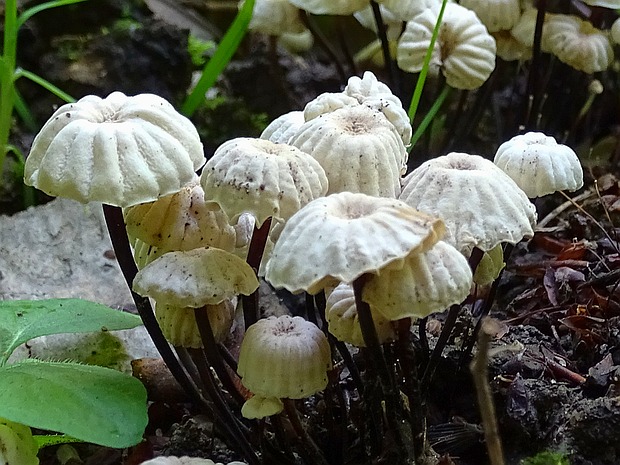 tanečnica golieriková Marasmius rotula (Scop.) Fr.