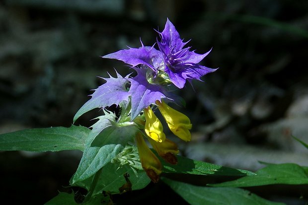 čermeľ hájny Melampyrum nemorosum L.