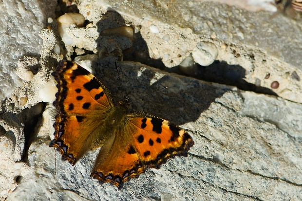 babôčka brestová Nymphalis polychloros