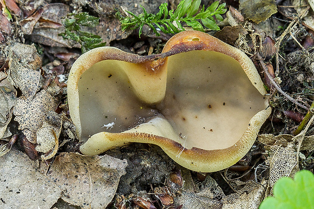 čiaška Peziza sp.