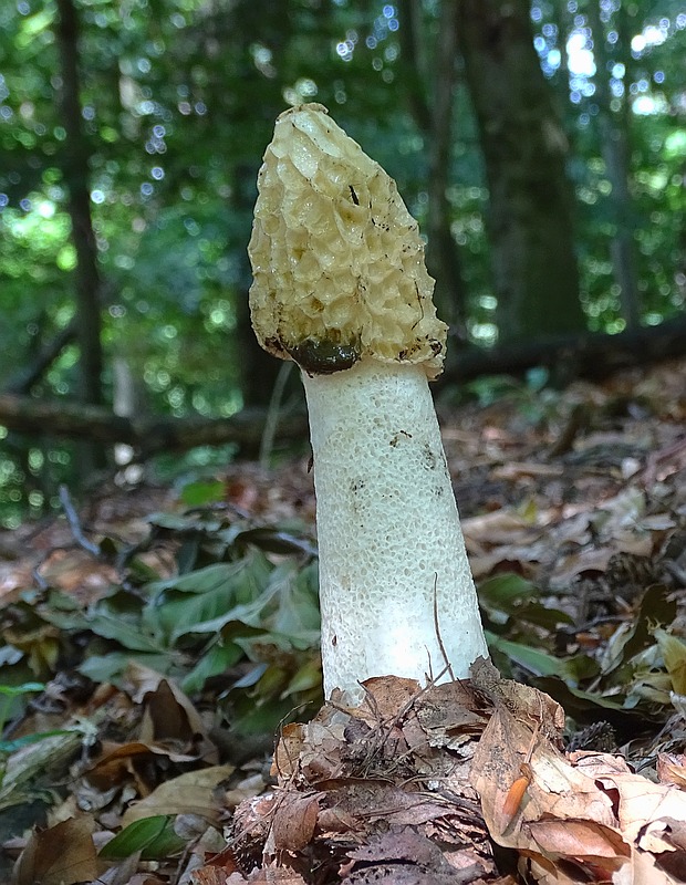 hadovka smradľavá Phallus impudicus L.