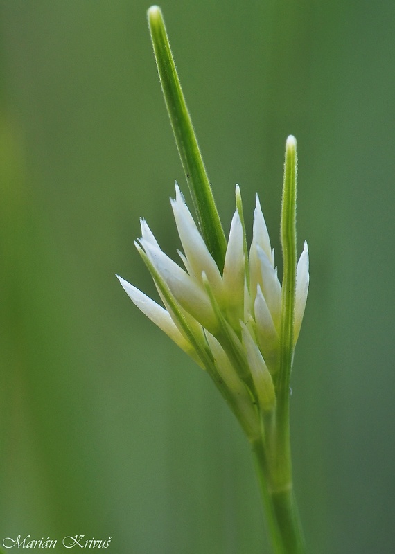 ostroplod biely Rhynchospora alba (L.) Vahl