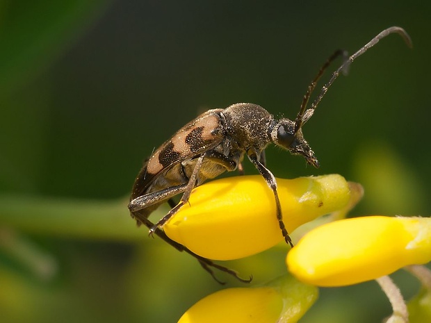 fuzáč škvrnitý Rutpela maculata