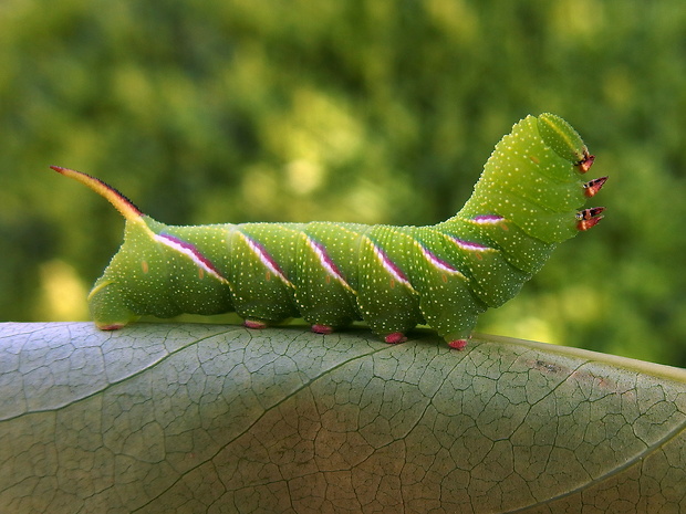 lišaj orgovánový - húsenica Sphinx ligustri