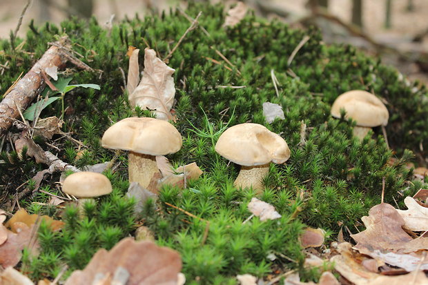 podhríb žlčový Tylopilus felleus (Bull.) P. Karst.