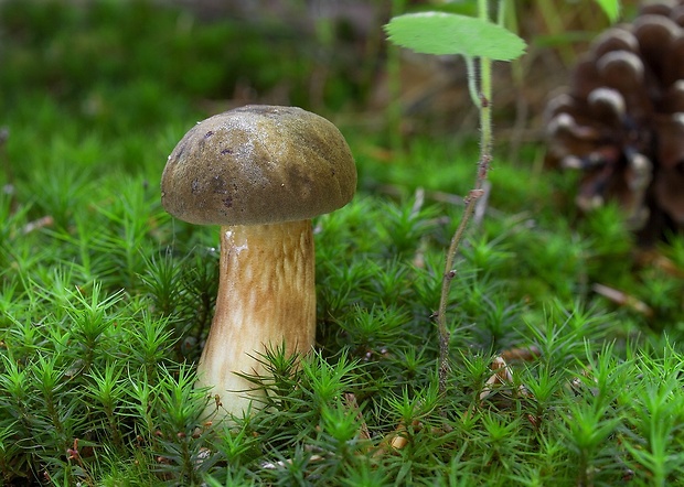 suchohríb červenohnedý Xerocomus ferrugineus (Kuntze) Singer