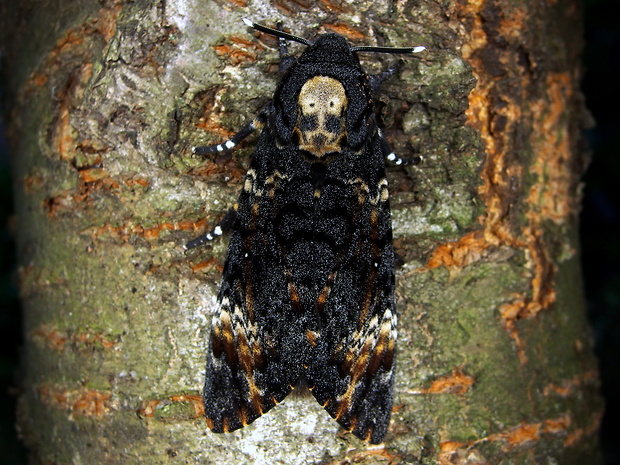 lišaj smrtkový   Acherontia atropos