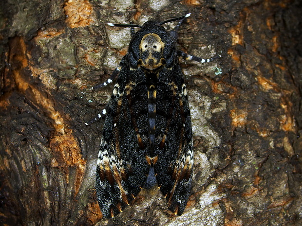 lišaj smrtkový Acherontia atropos