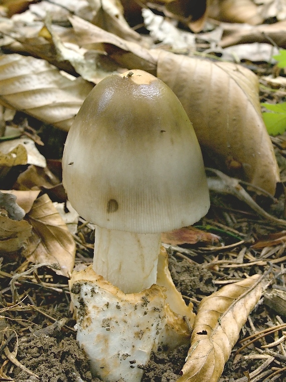 muchotrávka plavohnedá Amanita fulva Fr.