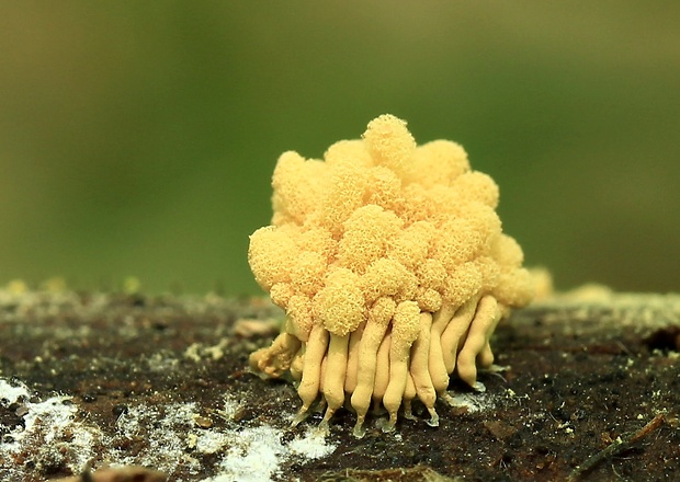 mištička ovisnutá Arcyria nutans (Bull.) Grev.