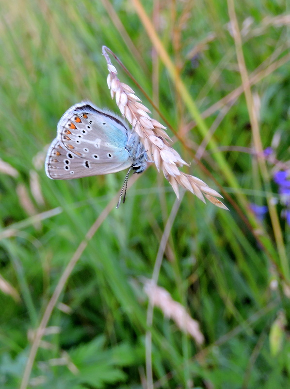 modráčik bielopásy  Aricia eumedon