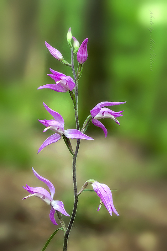 prilbovka červená Cephalanthera rubra (L.) Rich.