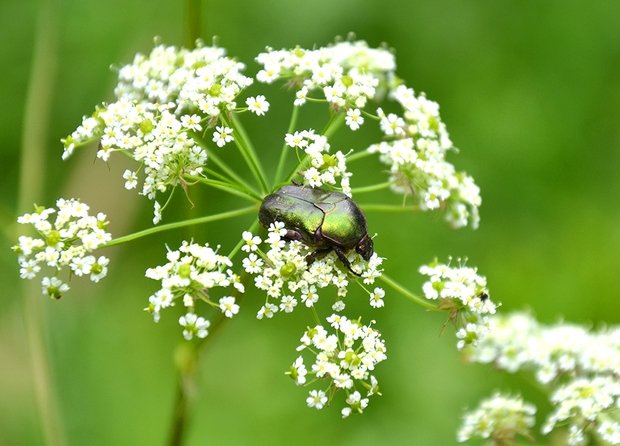 zlatoň obyčajný Cetonia aurata