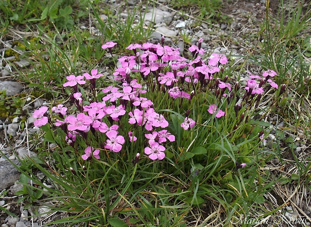 klinček lesklý Dianthus nitidus Waldst. et Kit.