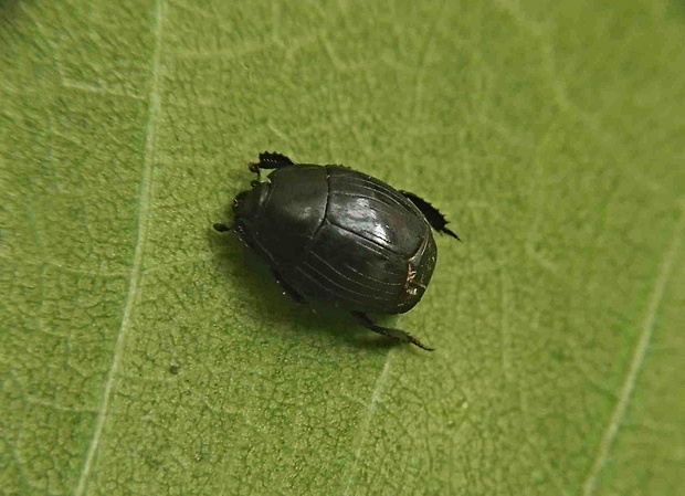 mrcinár   /   mršník Margarinotus ventralis Marseul, 1854