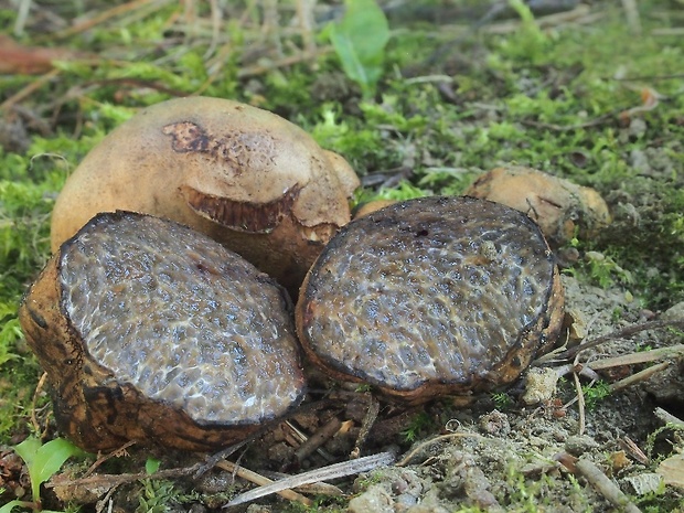 černúšik Melanogaster sp.