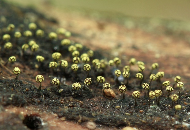 vápnikovec Physarum viride (Bull.) Pers.