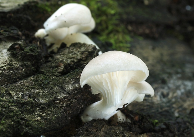 hliva buková Pleurotus pulmonarius (Fr.) Quél.