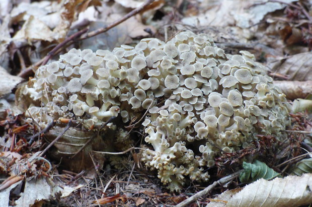 trúdnik klobúčkatý Polyporus umbellatus (Pers.) Fr.