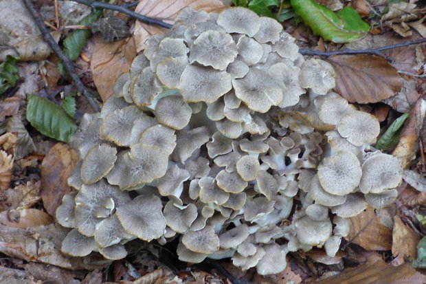 trúdnik klobúčkatý Polyporus umbellatus (Pers.) Fr.