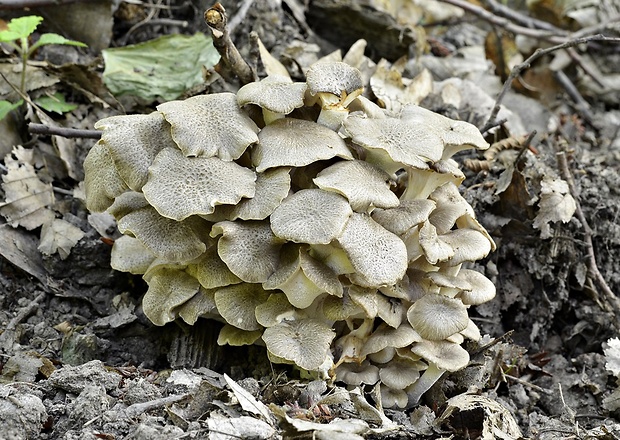 trúdnik klobúčkatý Polyporus umbellatus (Pers.) Fr.