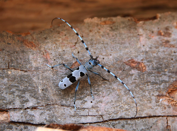 fuzáč alpský Rosalia alpina