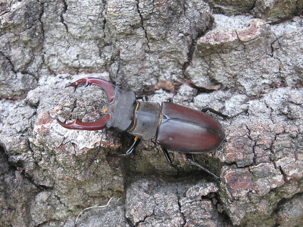 roháč veľký  Lucanus cervus