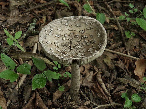 muchotrávka jelšová? Amanita friabilis (P. Karst.) Bas