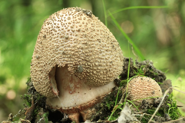 muchotrávka červenkastá Amanita rubescens Pers.