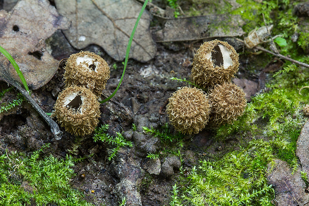 čiaškovec pásikavý Cyathus striatus (Huds.) Willd.